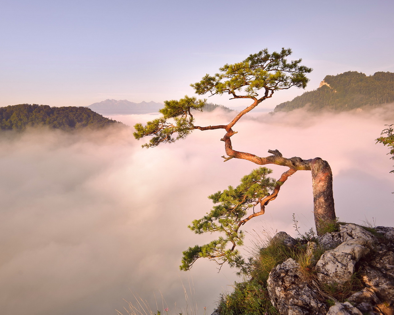 Дерево на обрыве