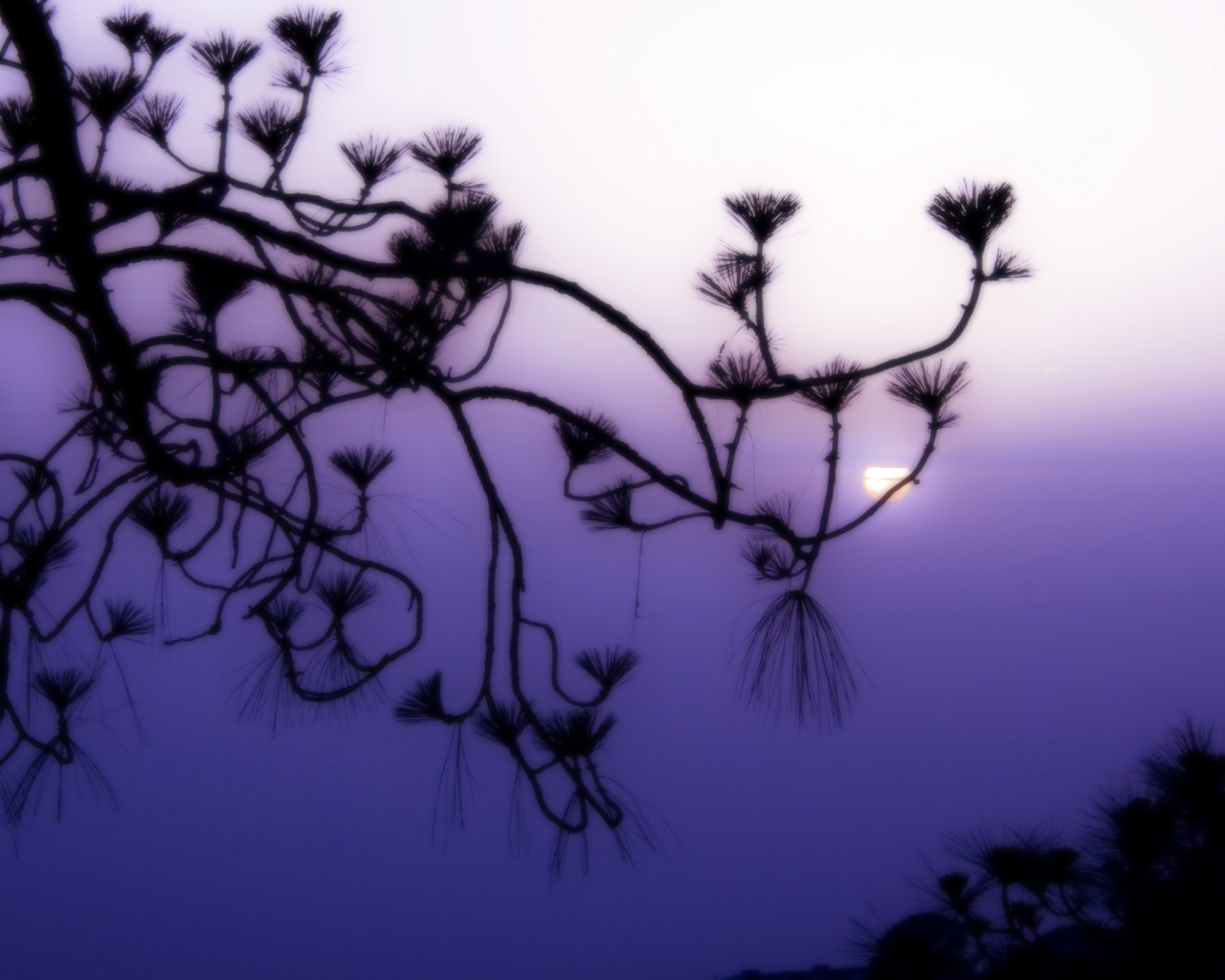 Фиолетовое небо