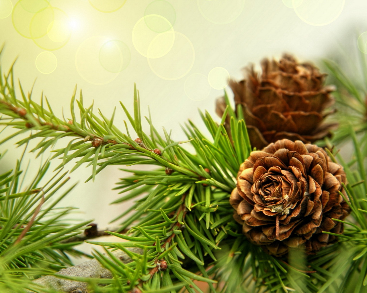 Шишки на ветках