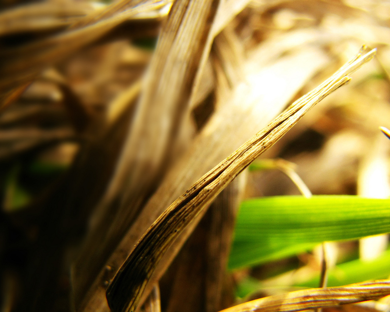 Сухие листья