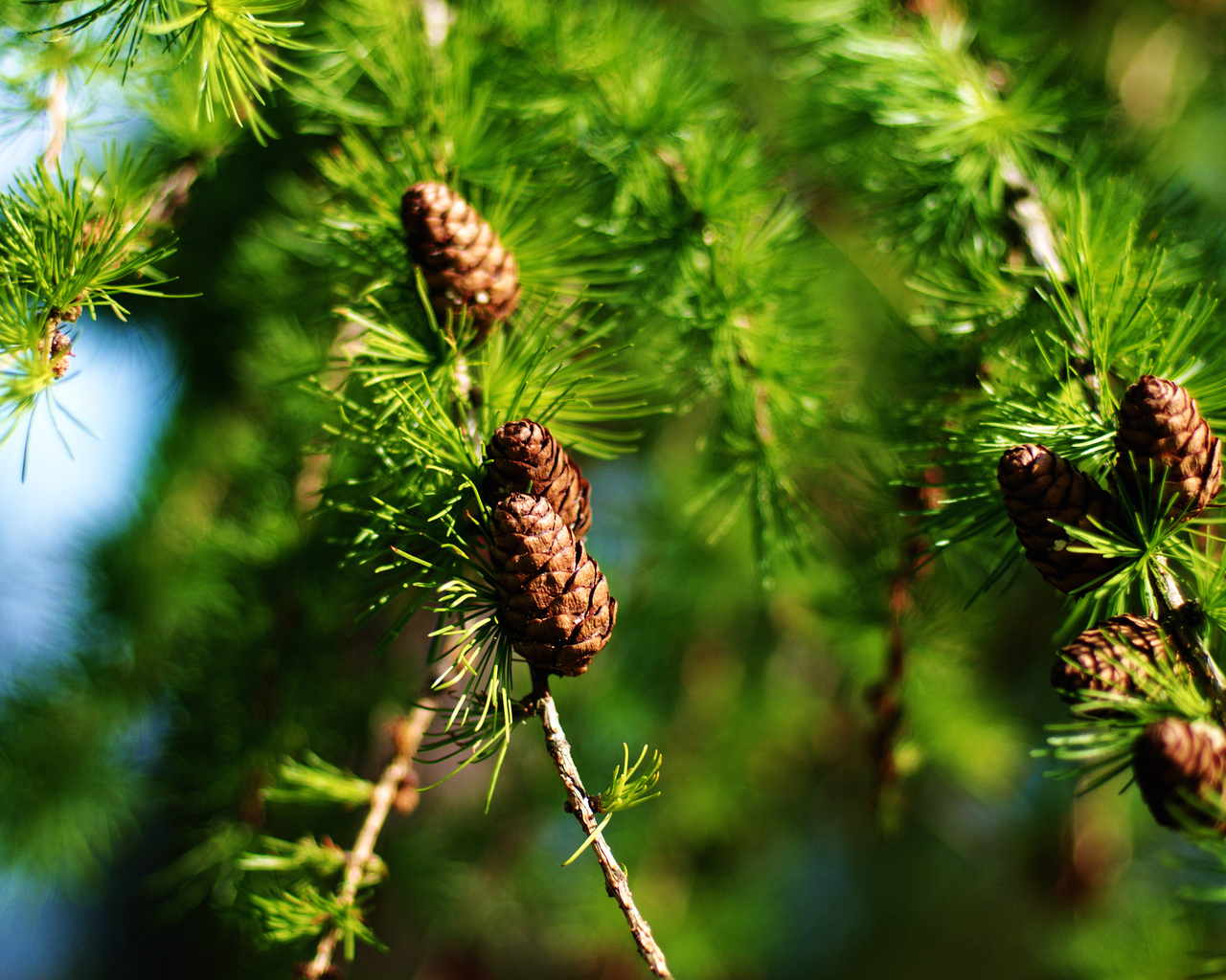 Еловые шишки