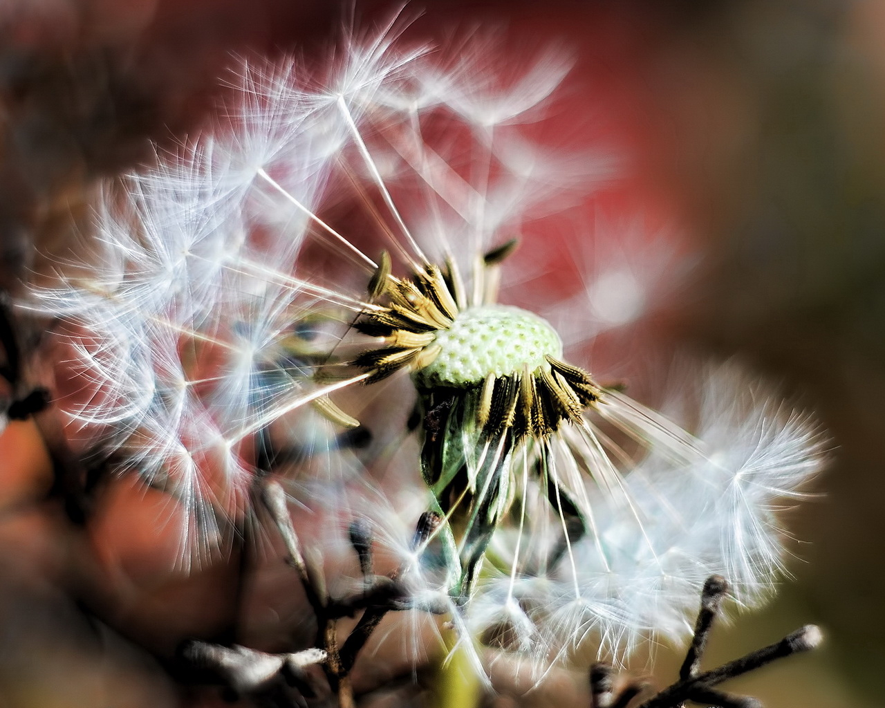 Облетевший одуванчик