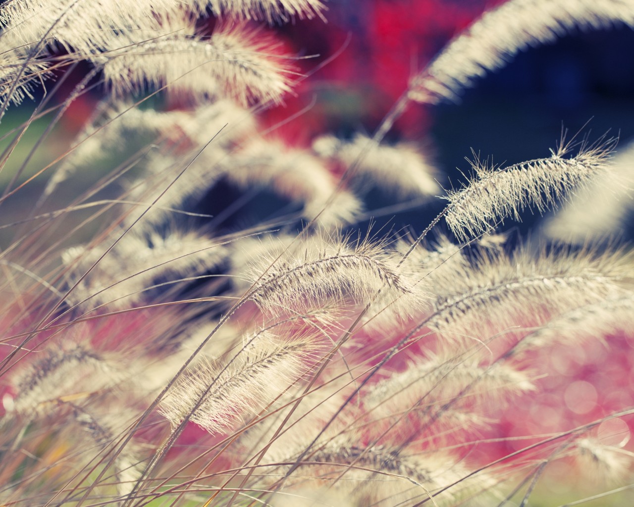 Пушистая трава