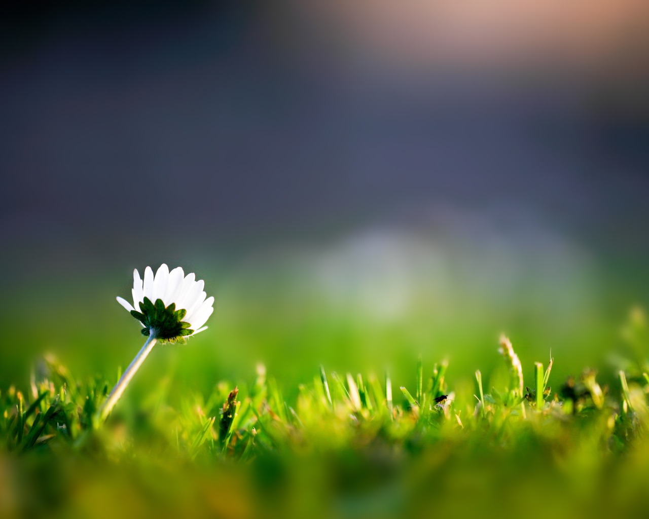 Трава и одинокий цветок