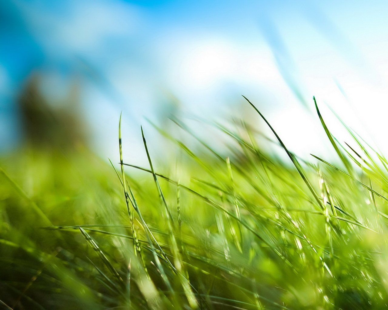 Зеленая трава