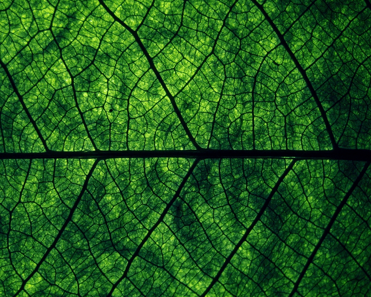 Зеленый лист Макро фото