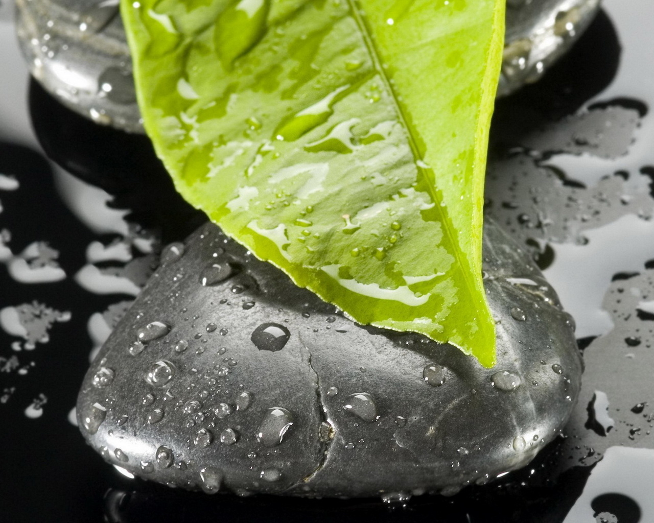 Листок на камне