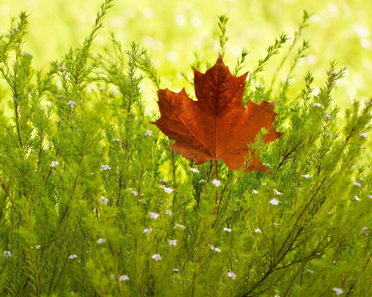 Кленовый лист