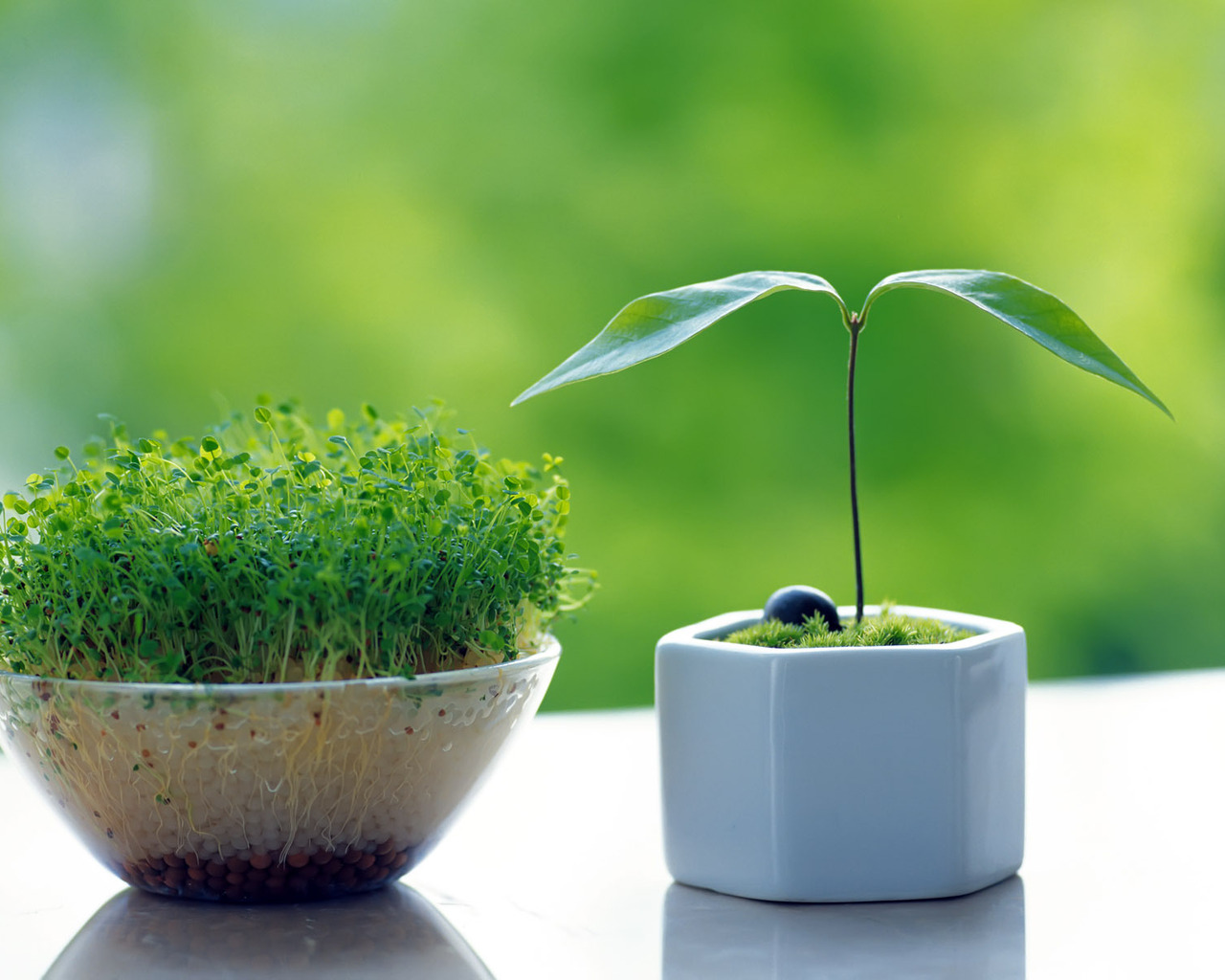 Горшочки с зеленью