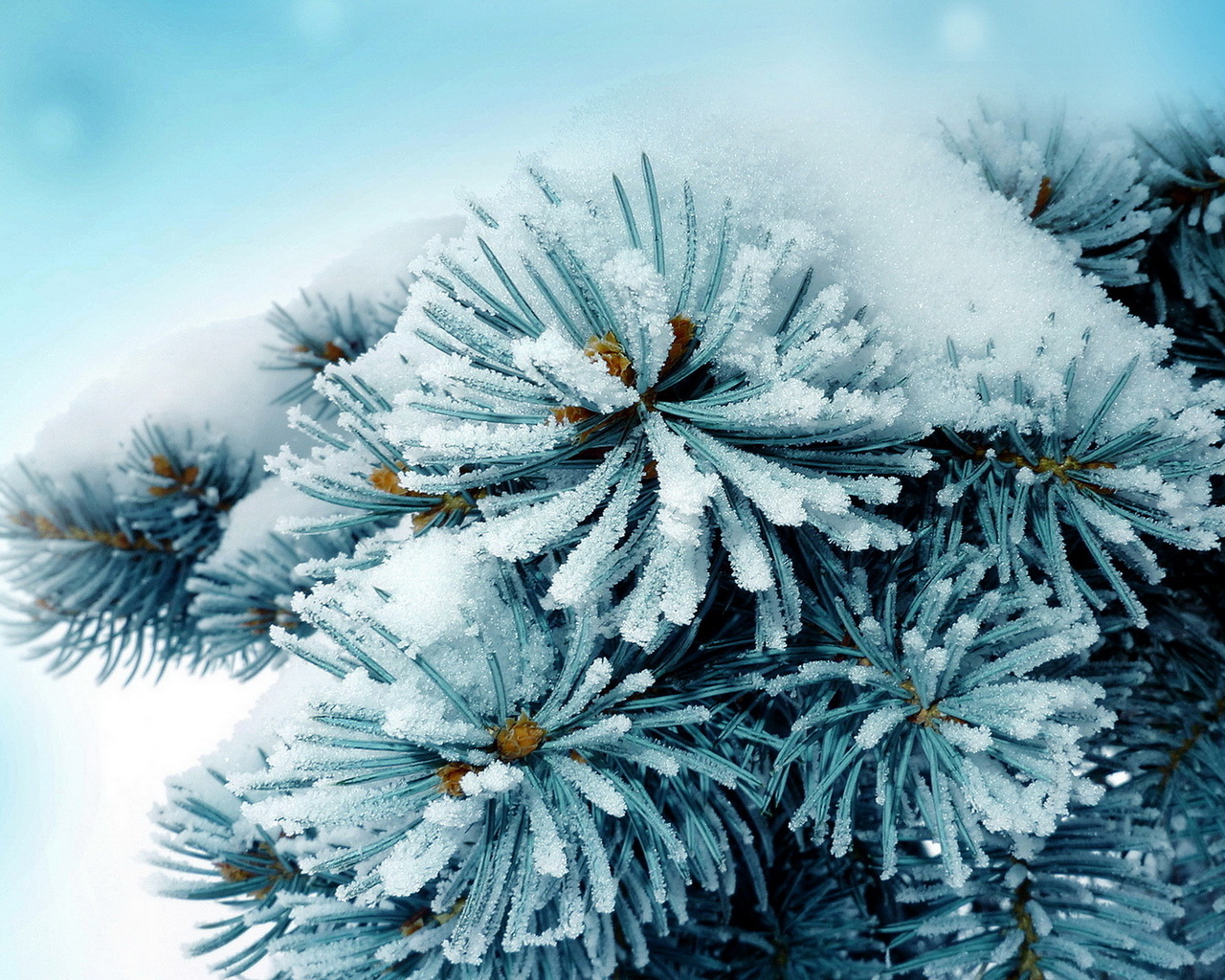 Колючая ветка