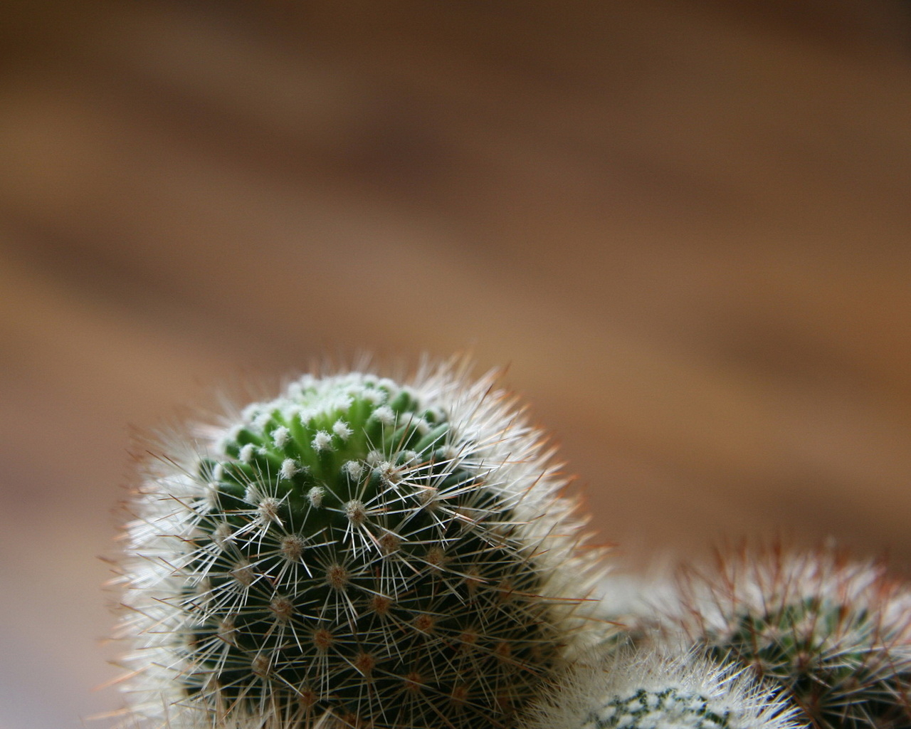 Колючий кактус