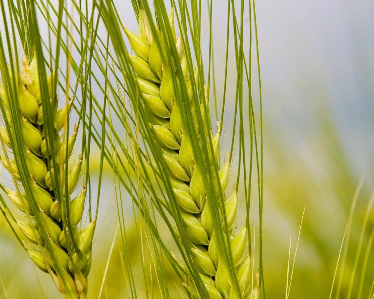 Колосья макро
