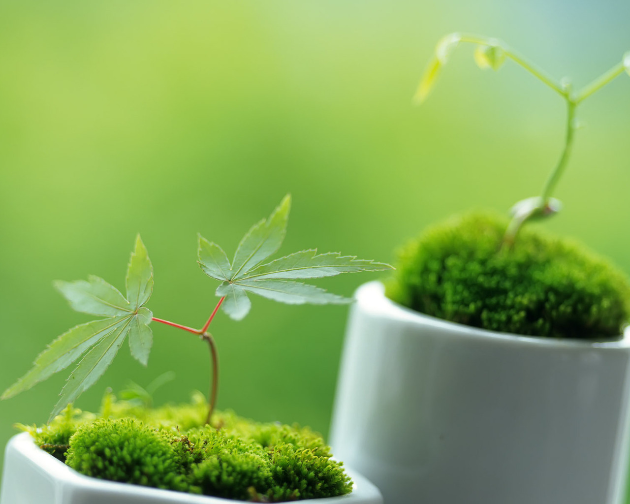 Ростки в горшочках