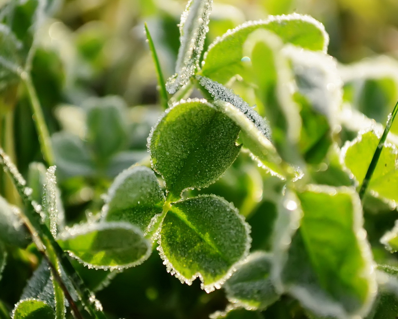 Трава под инеем