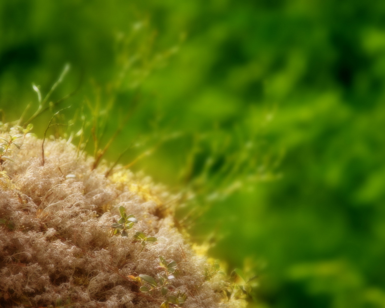 Маленькие ростки