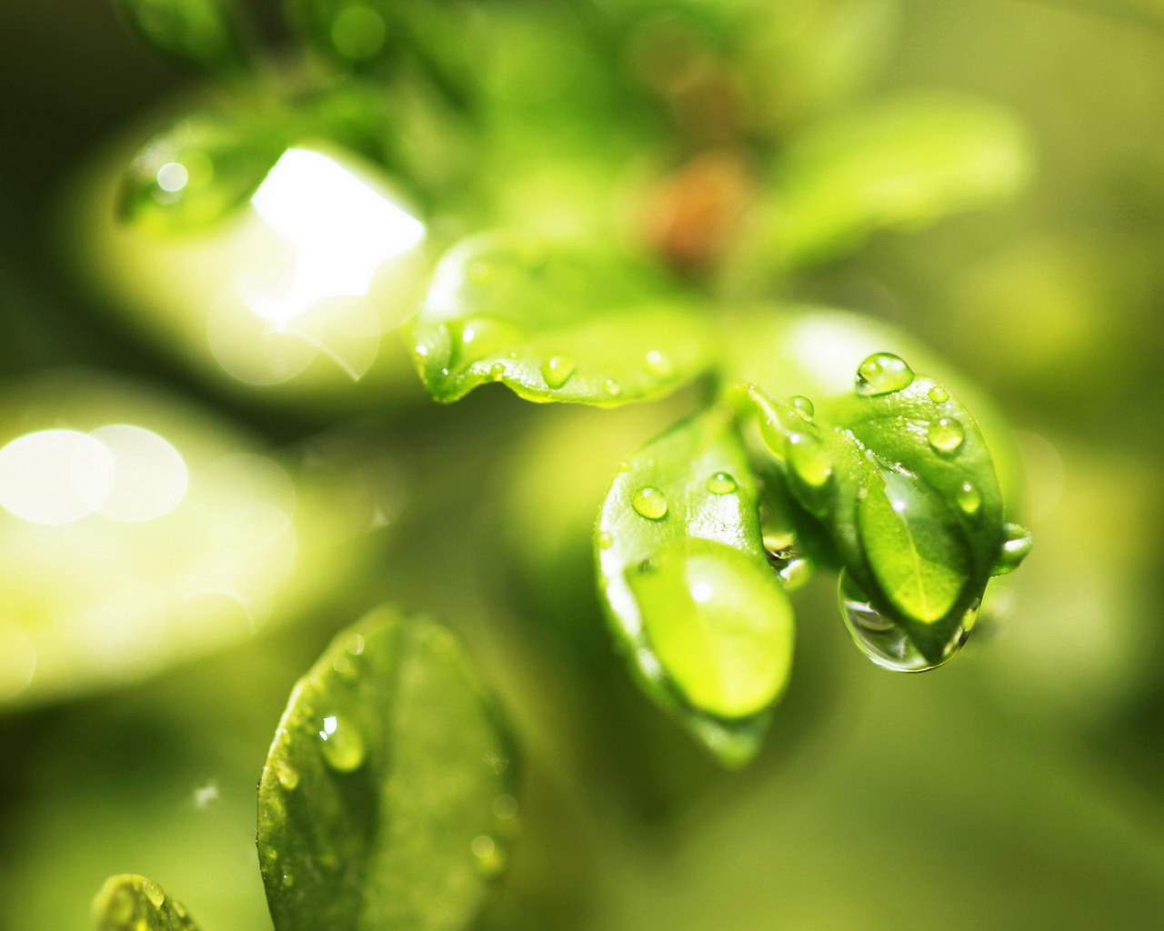 Мокрые листочки