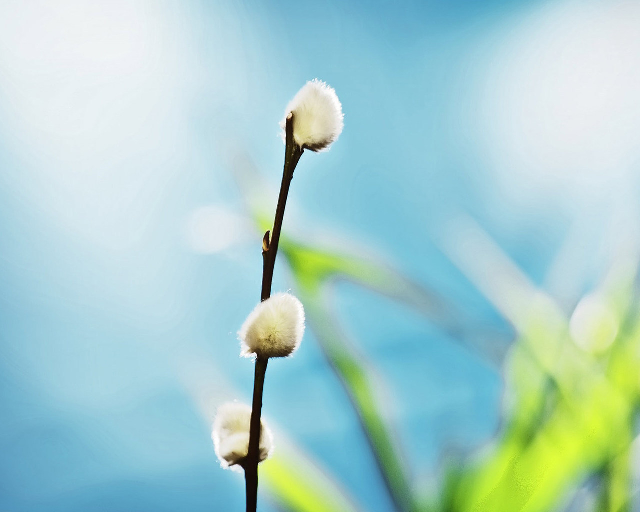 Ветка вербы