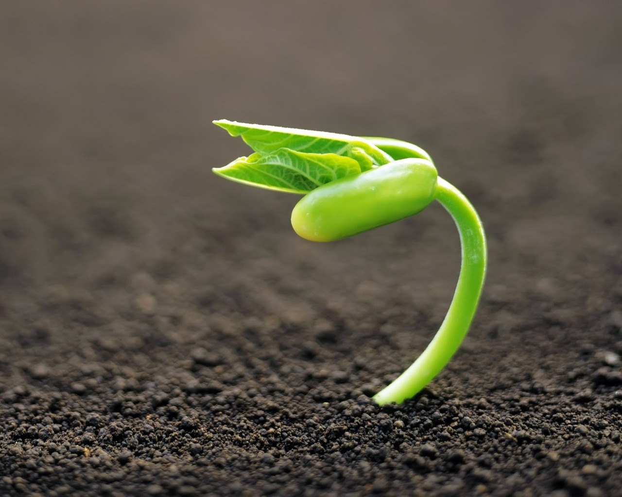 Молодой росток