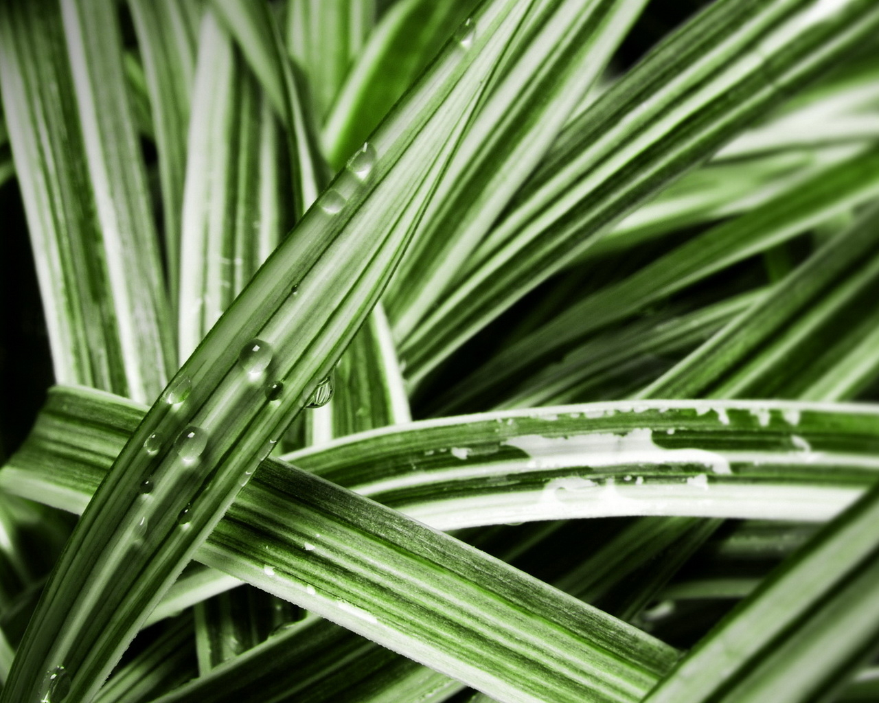 Мокрые листья