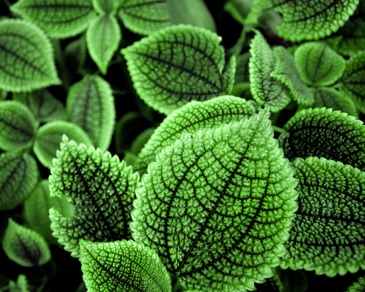 Зеленые листья растения