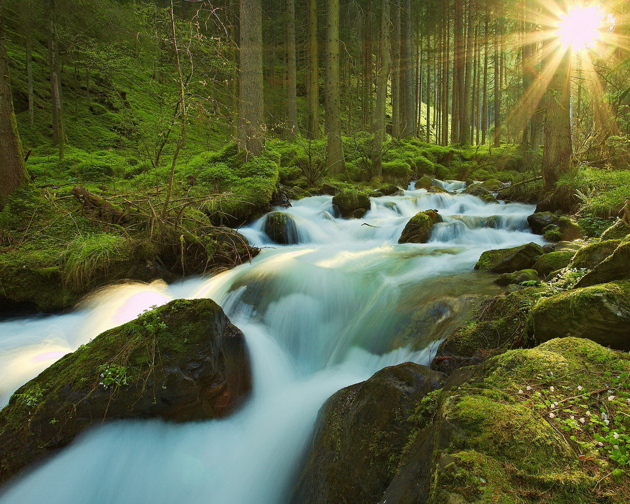 Ручей в чаще