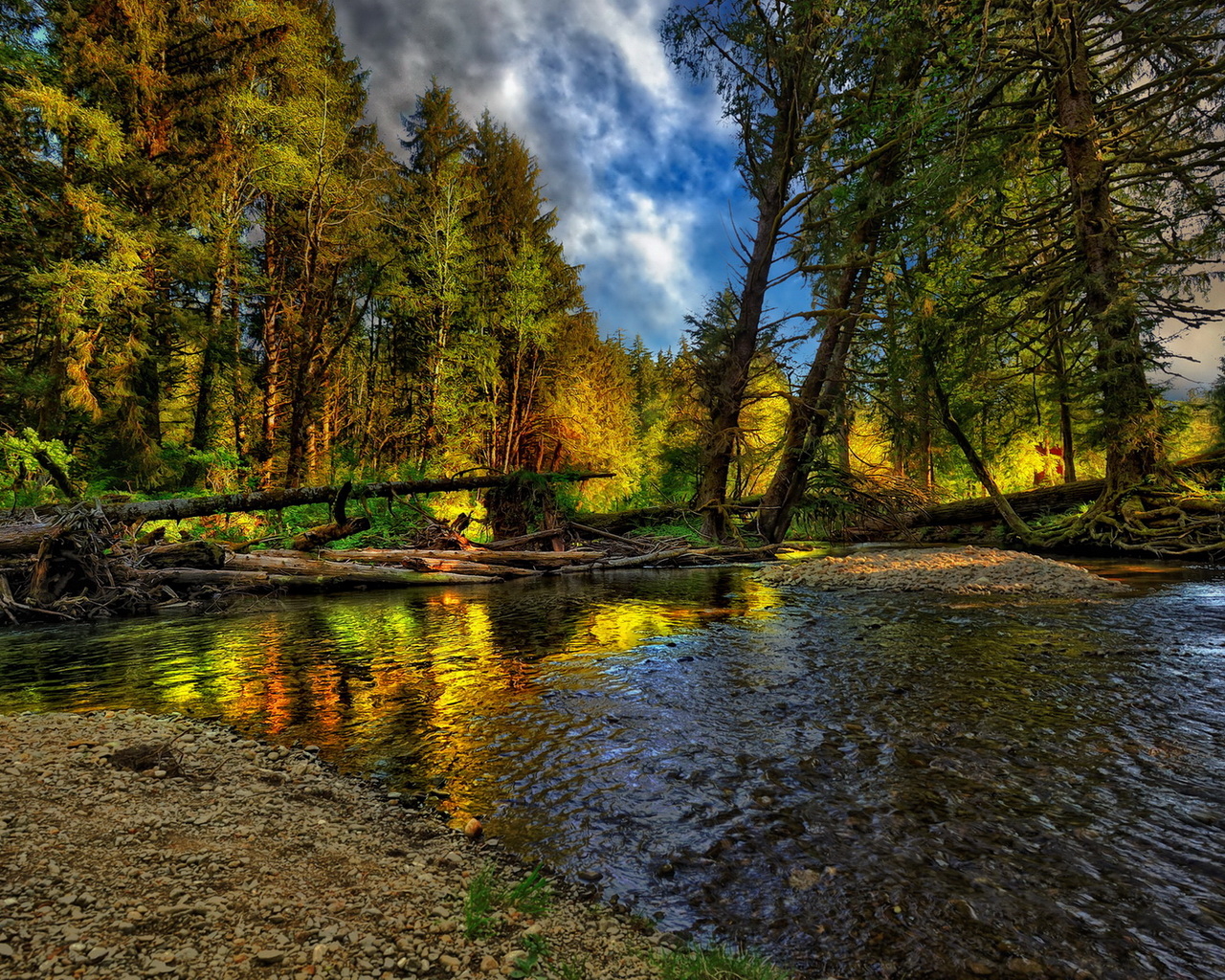 Лесная речка