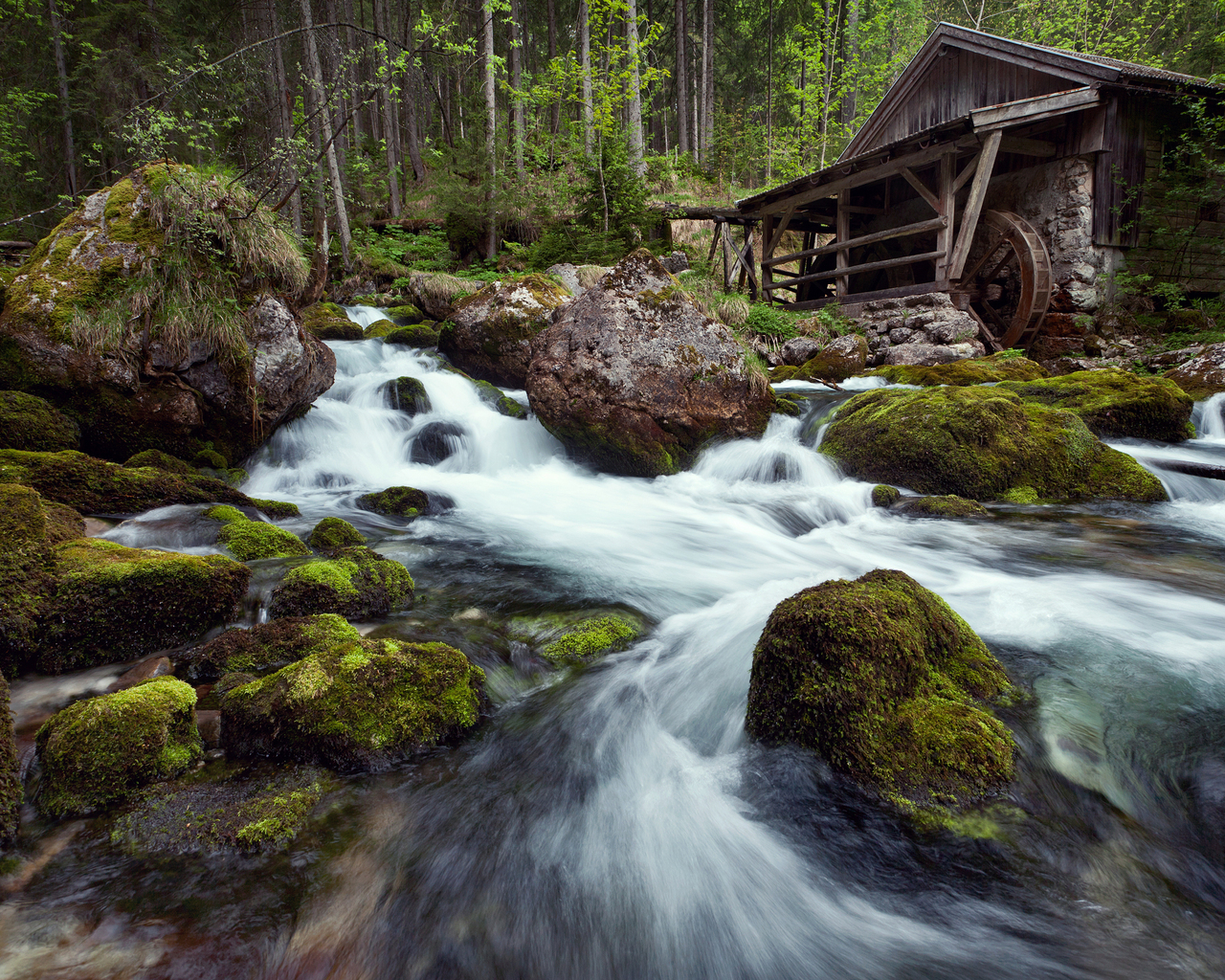 Лесная речка