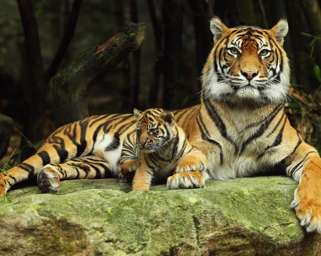 Озеро и горы