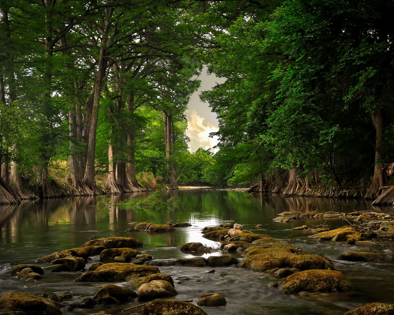 Речка и лес