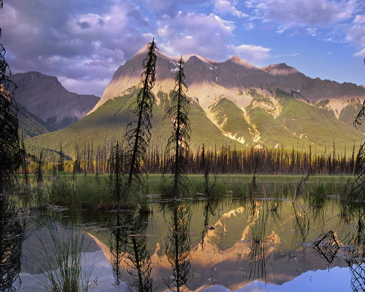 Болото в лесу