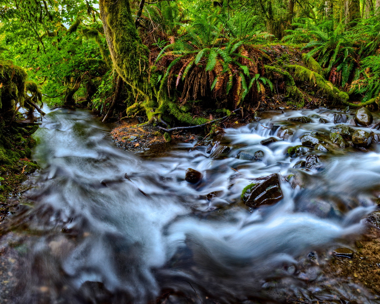 Река, текущая в лесу