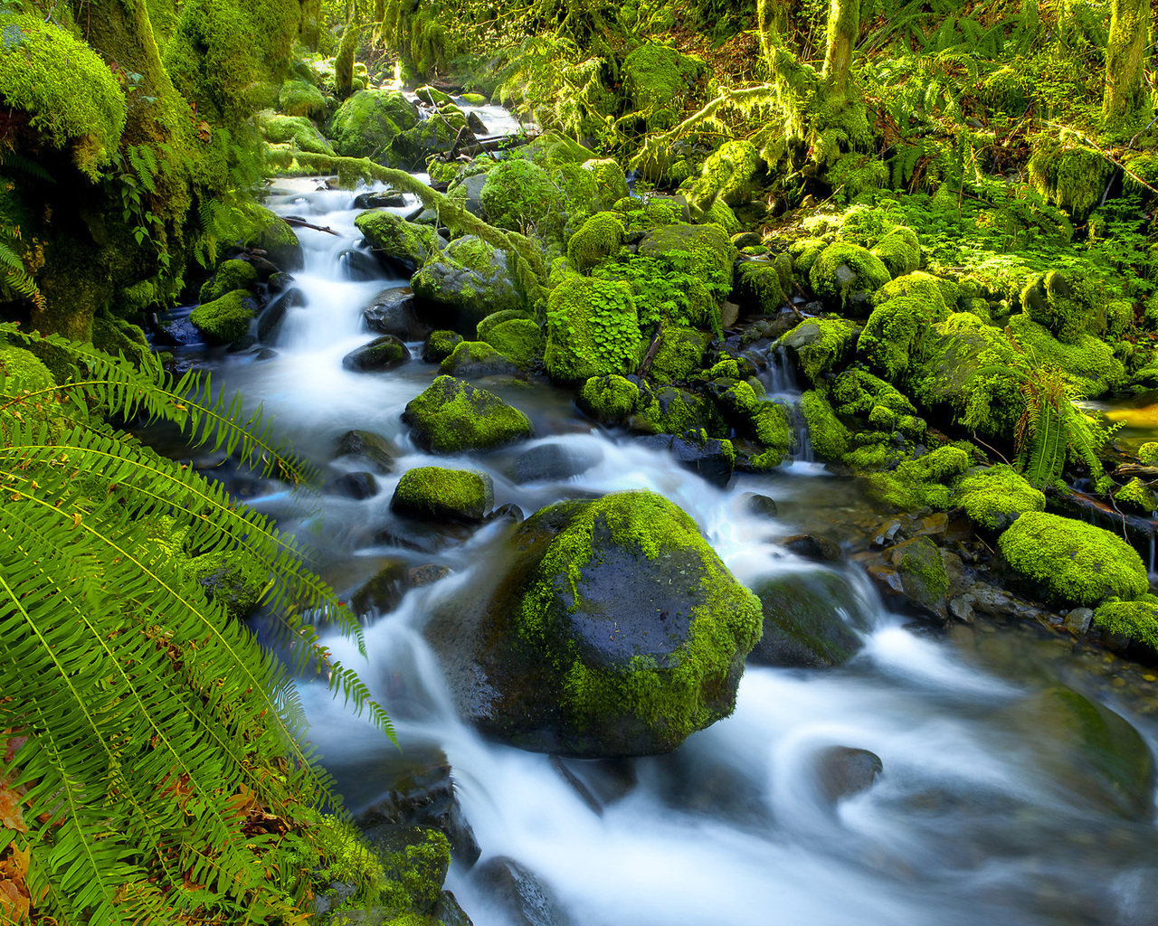 Река в джунглях
