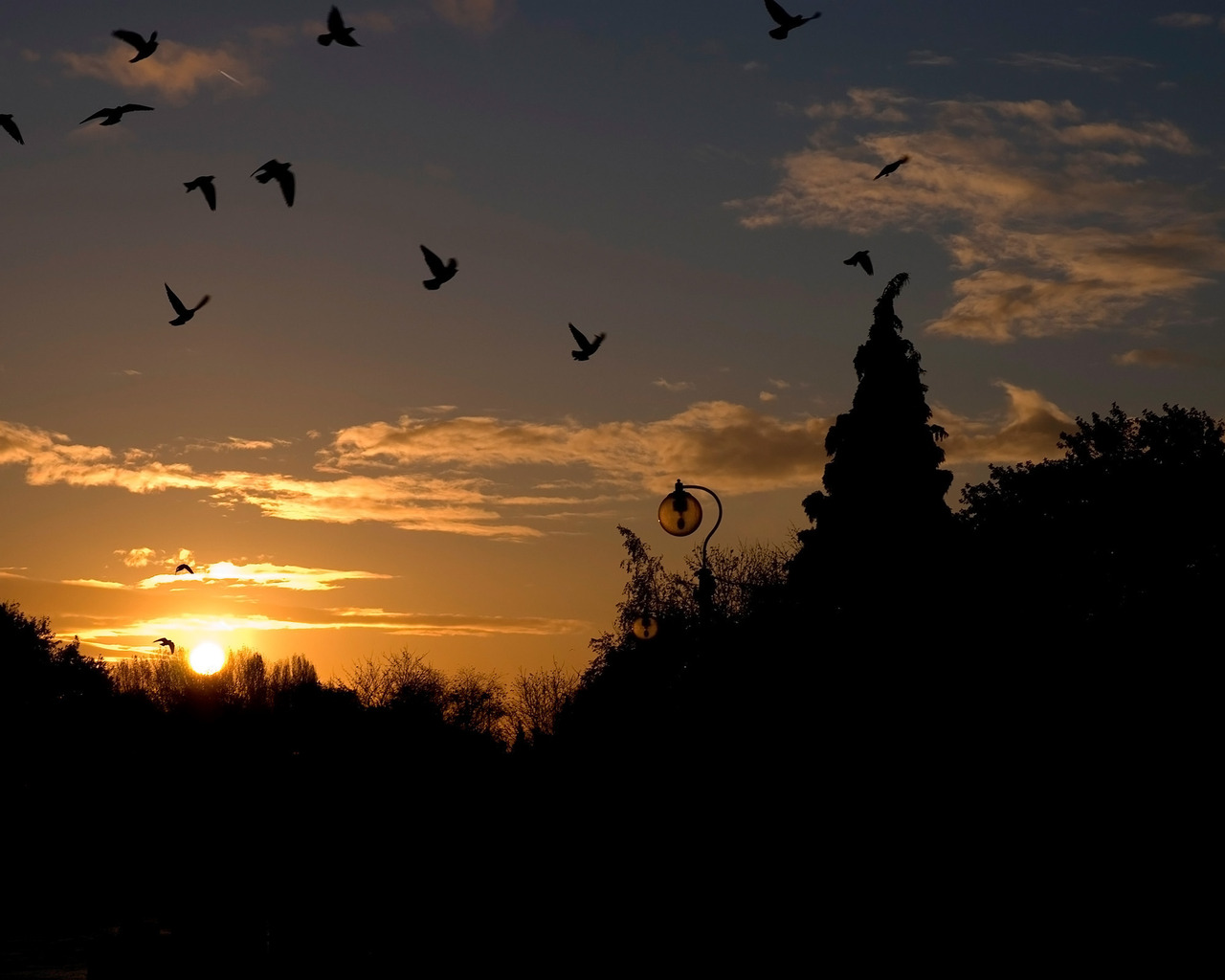 Голуби на закате