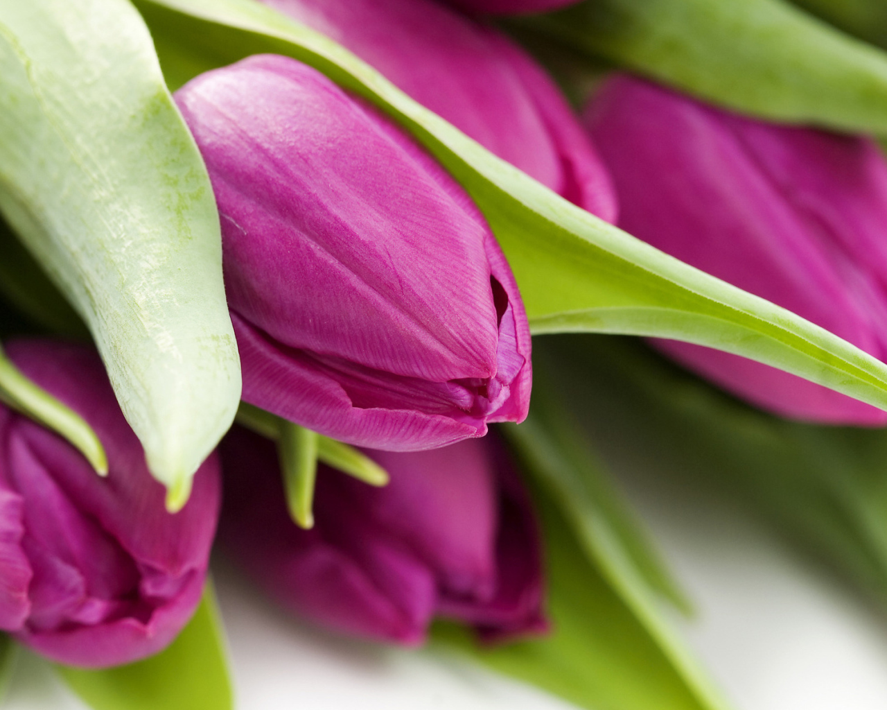 Букет тюльпанов