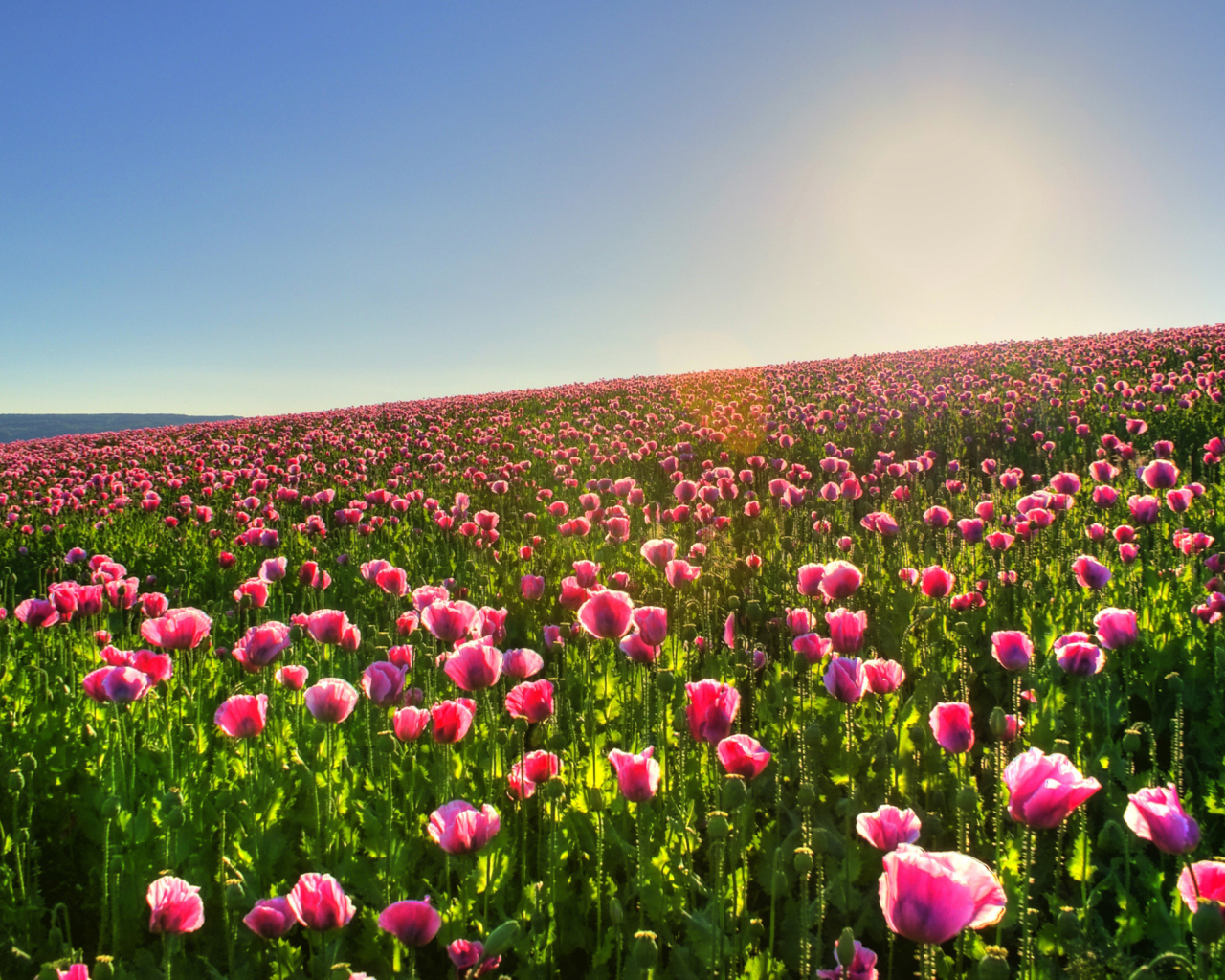 Цветочное поле