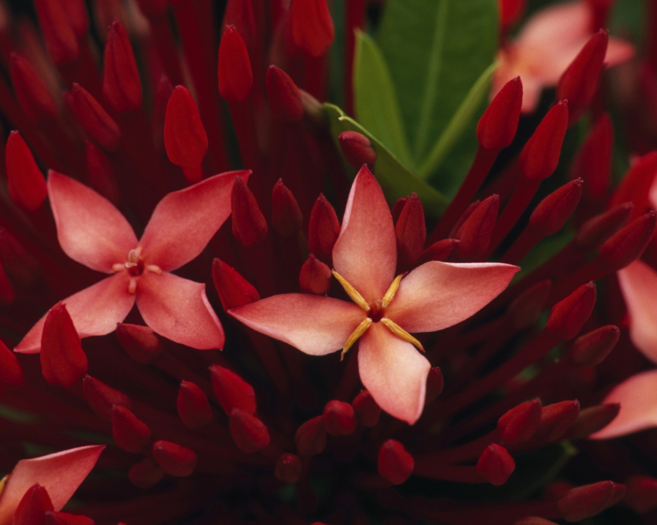 Живые цветы обои