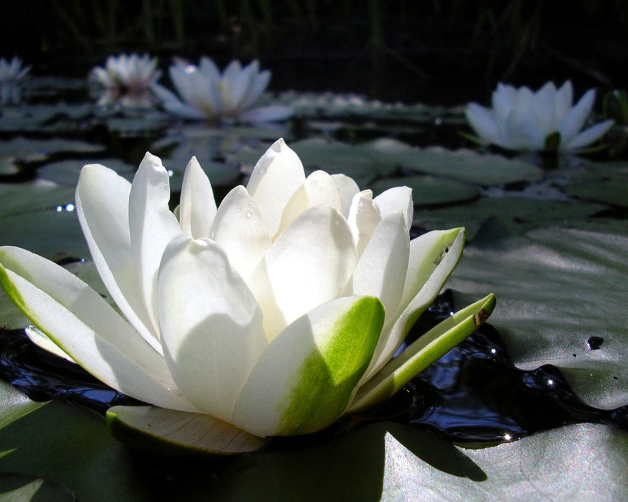 Водяная лилия