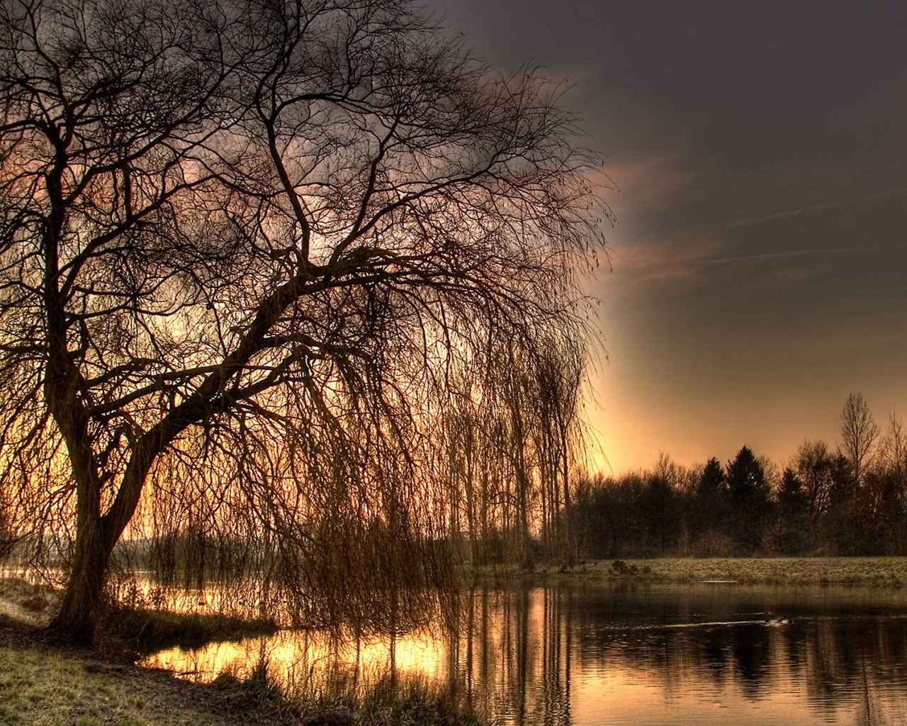 Осеннее дерево у реки