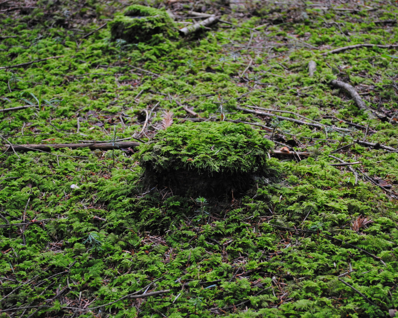 Лесной покров