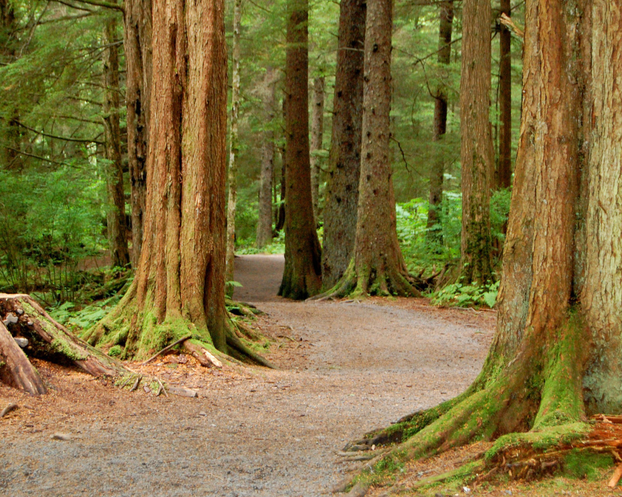 Национальный Лес