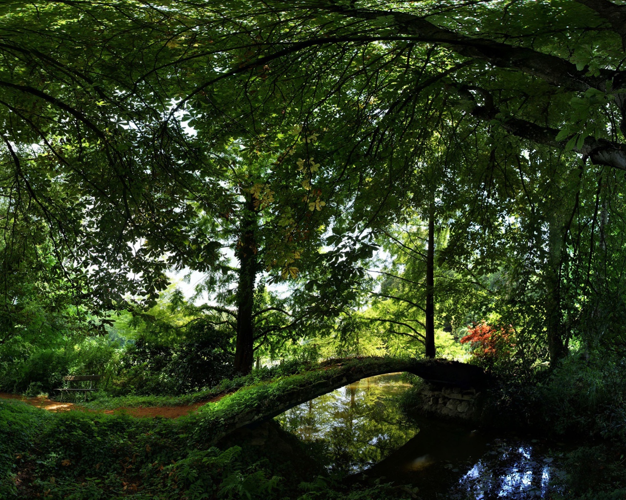 Лето Отдых в лесу