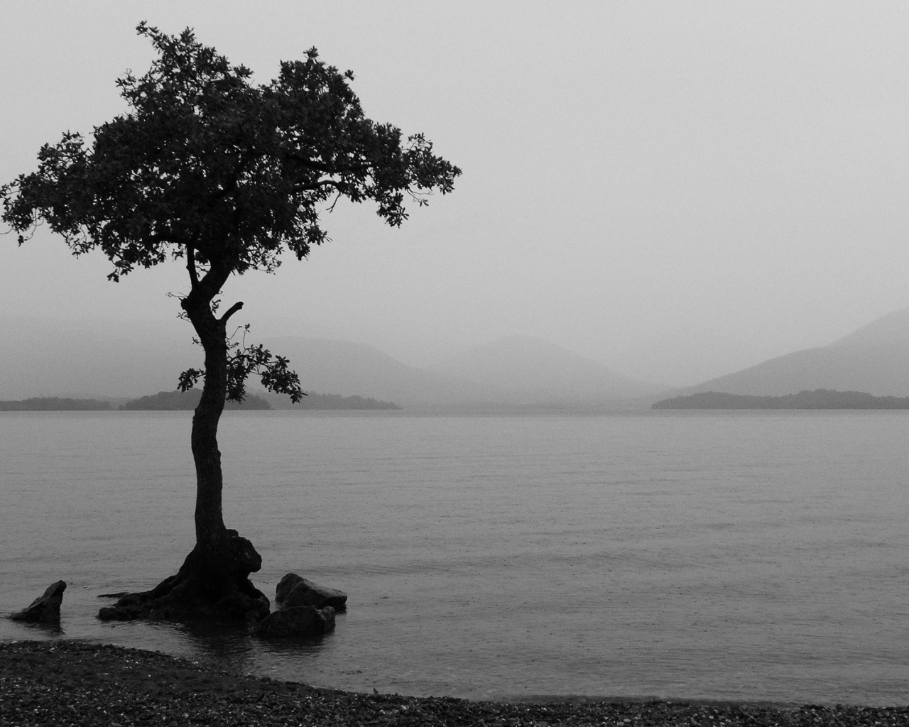 Одно дерево