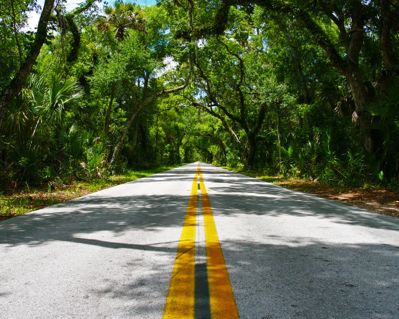 Дорога через лес