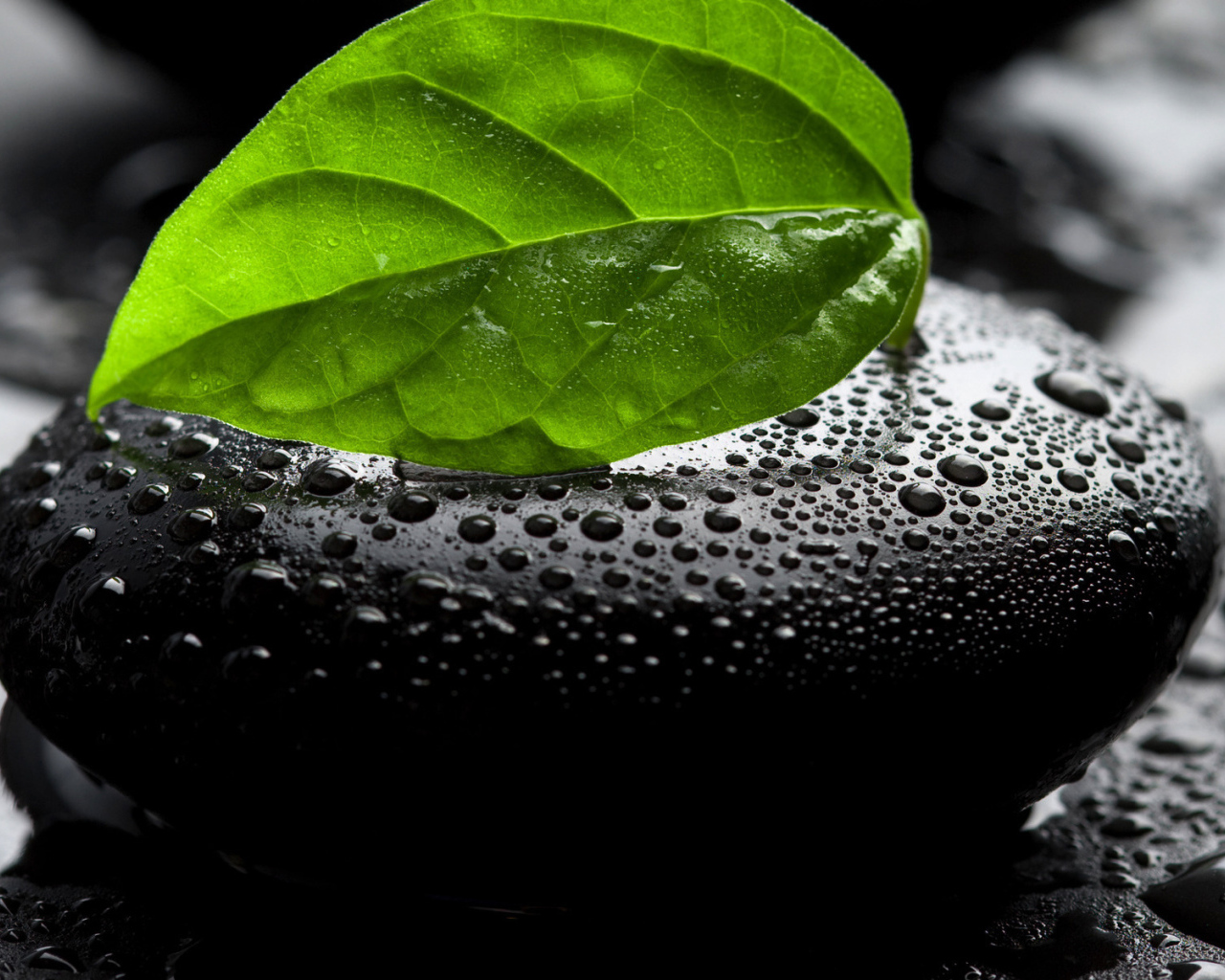 Камень и листок