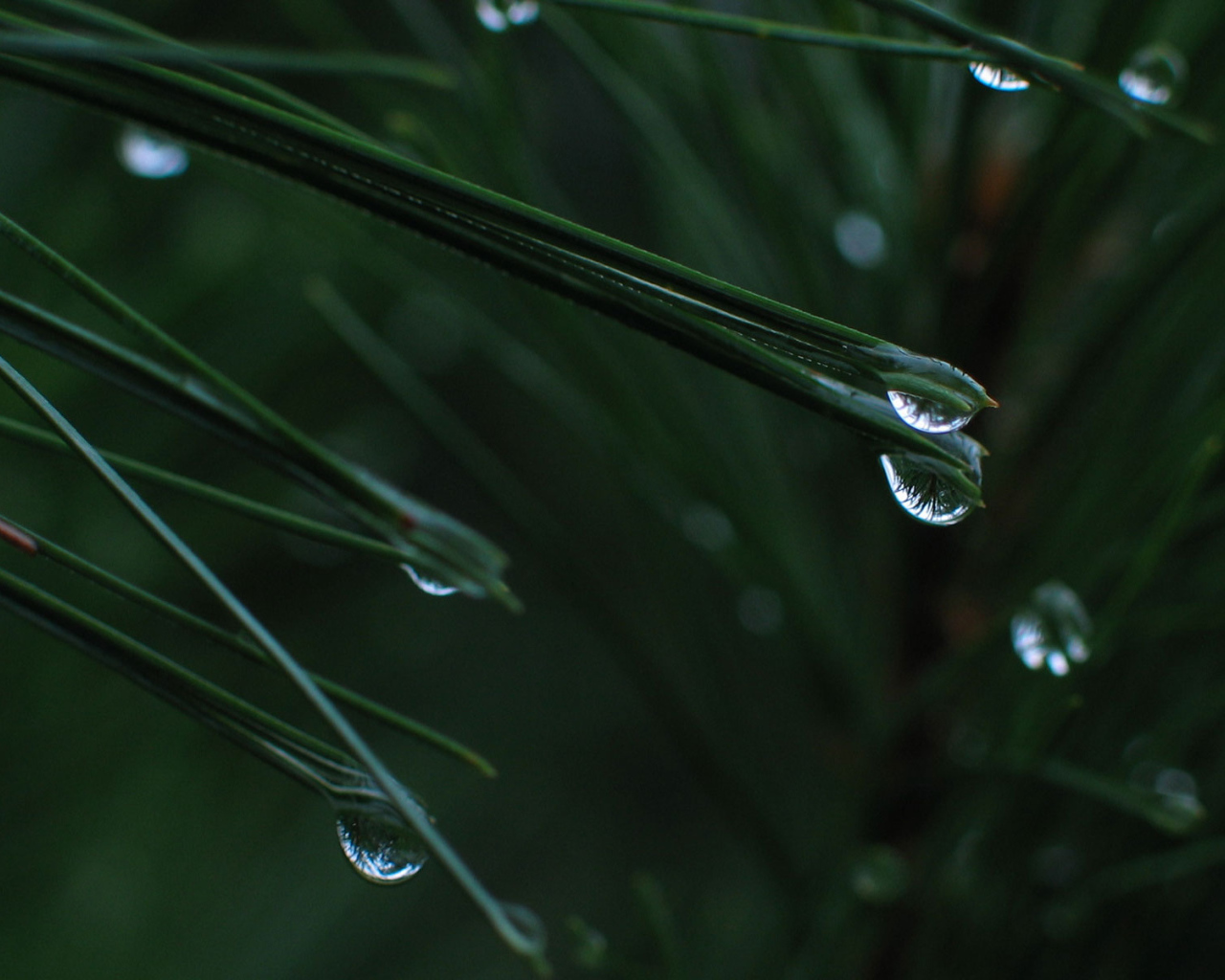 После дождя