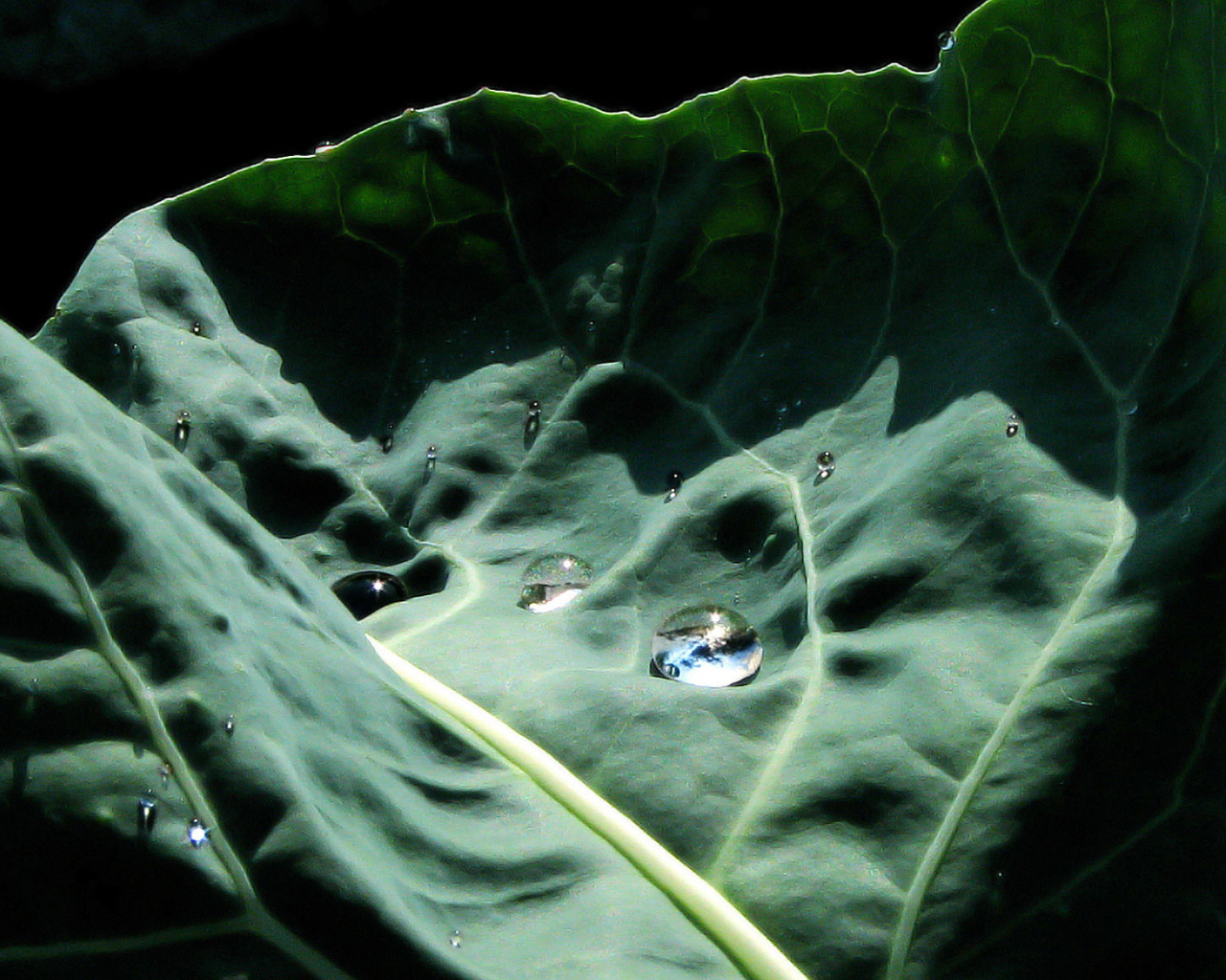 Капустный лист