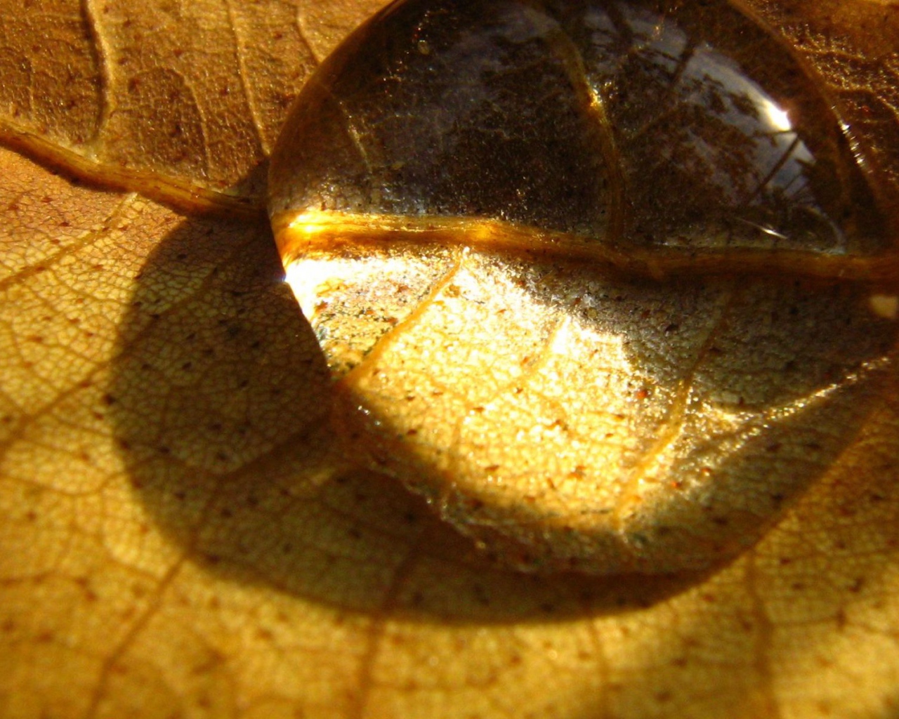 Капелька на сухом листе