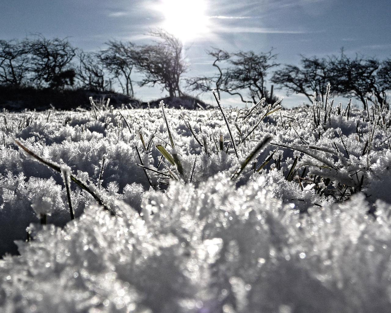 Замерзшая трава