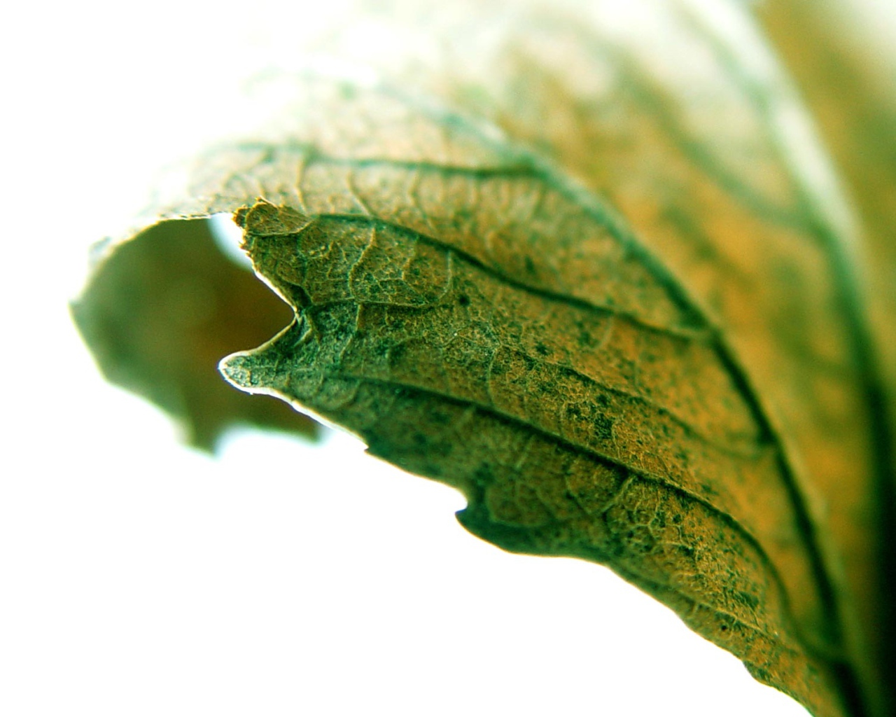 Листик крупным планом