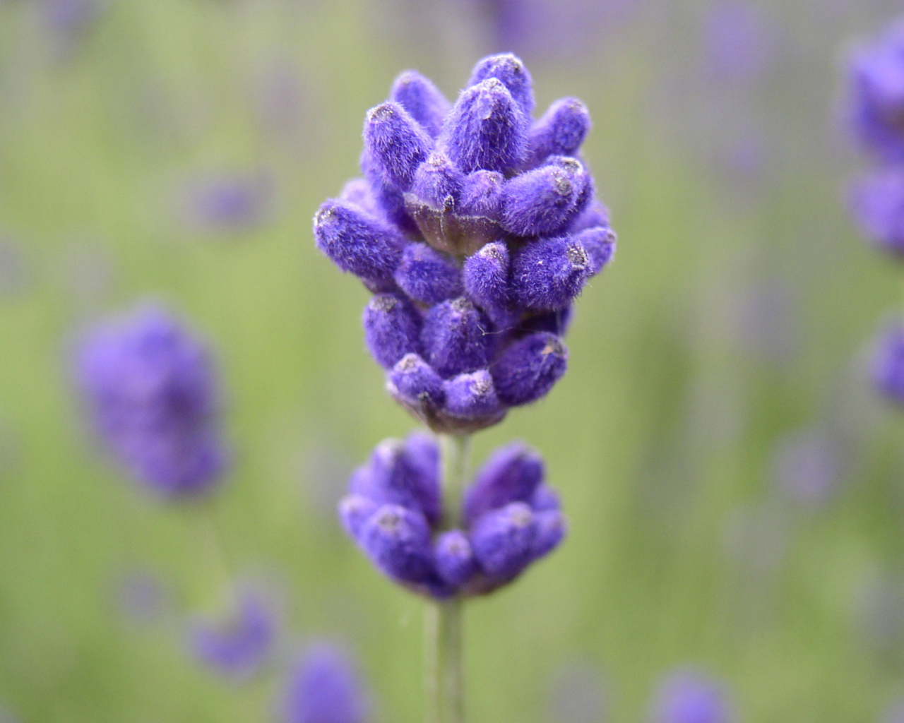 Сиреневый цветочек